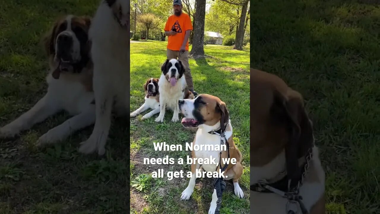 #dogwalk #breaktime #cute #lazy #dogs #saintbernard