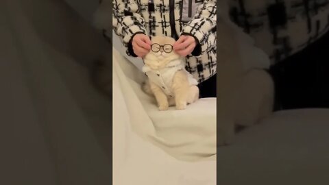 Nerdy Cat short viral trending cute AvizoSolo