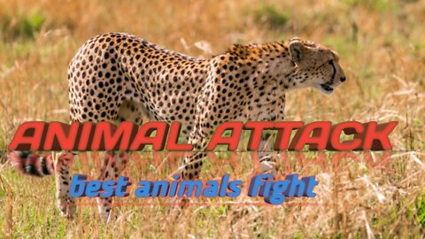 Animal attack