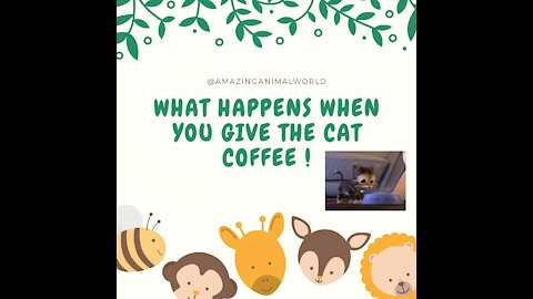 what happens when you give the cat coffee !