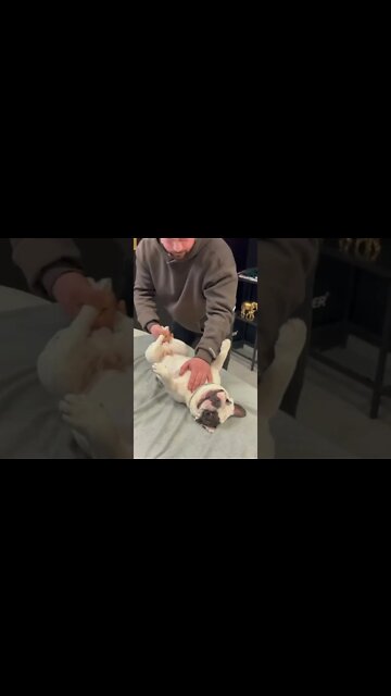 The dog wasn't sure if he should be mad because of how good it felt dog "like bro do it again"