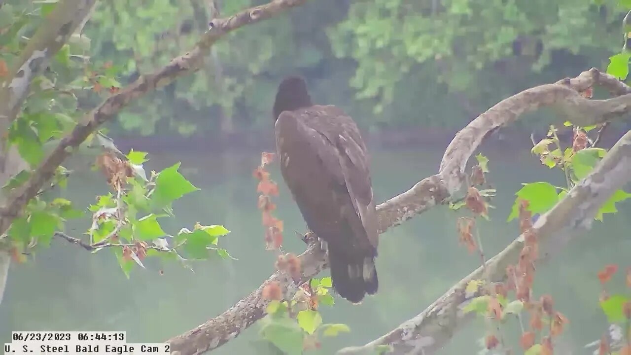 USS Bald Eagle Cam 2 6-23-23 @ 06:42:48 Great view of Hop on branch looking over the Monongehala