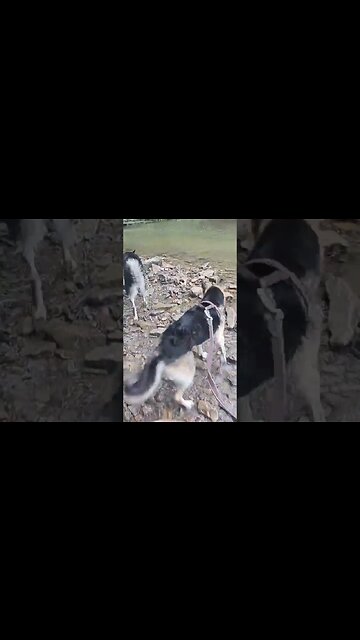 Twerking Dogs #doggo #dogs #dogshorts #dog