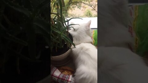 #shorts Смешные Коты Из Тик Тока 99 Funny Cats From Tiktok