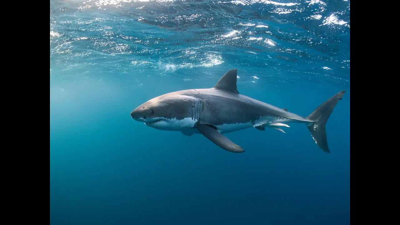 WHITE SHARK TRIES TO BRUTALLY ATTACK THE DIVERS!