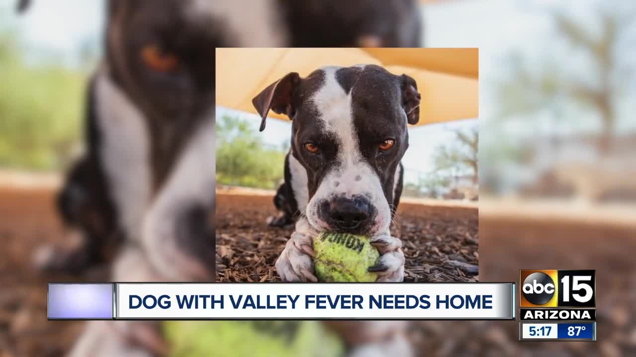 Dog with Valley Fever needs a home