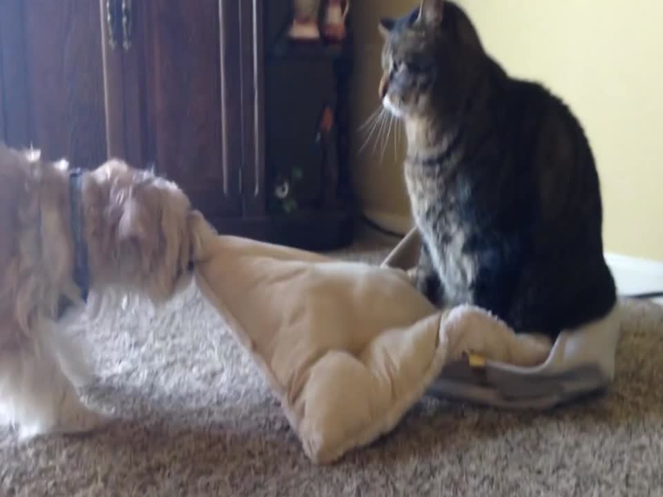 Dog doesn't want to Share Pillow with Cat Brother