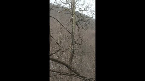 Bald Eagle near the Battenkill