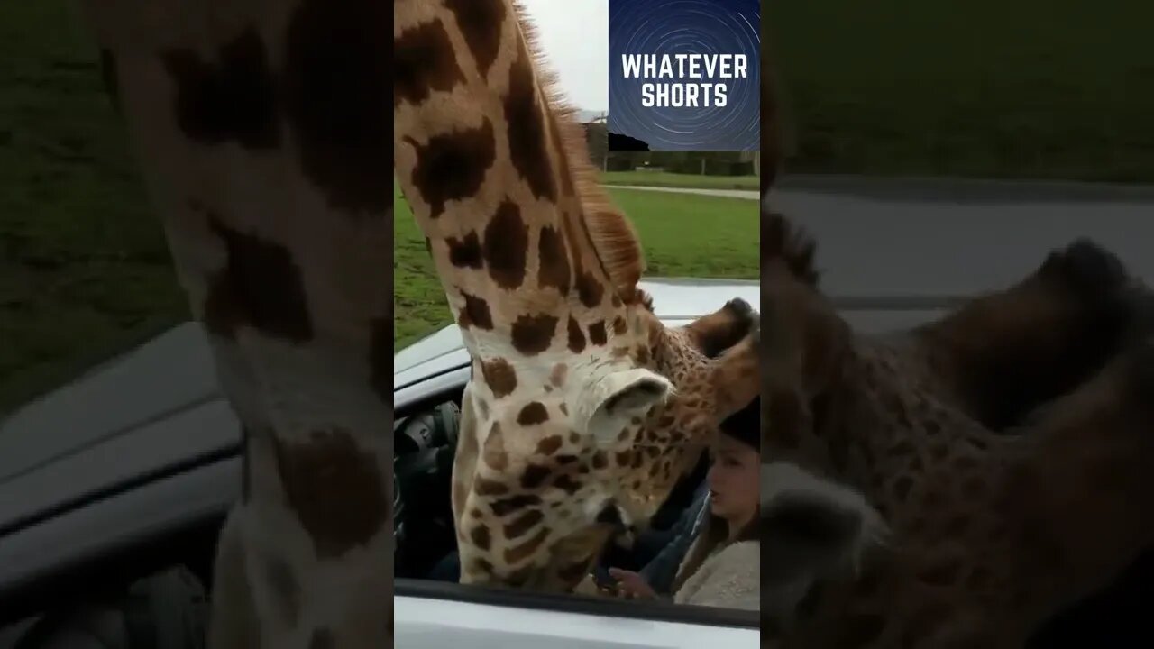 Idiot breaks her car window by winding it up on giraffe #shorts #idiot #giraffe #animals