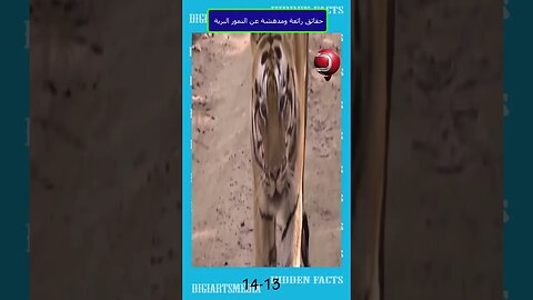 حقائق رائعة ومدهشة عن النمور البرية 13 14