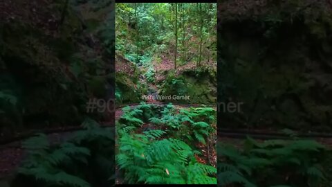 #90's Weird Gamer #travel🍂#trending #nature #shorts #forestrain #forest #forestlife #today