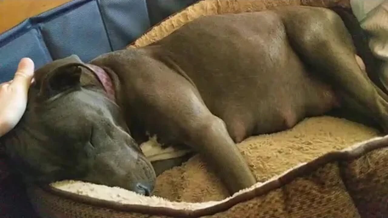 Hannah the Blue Nose Pitbull in Labor