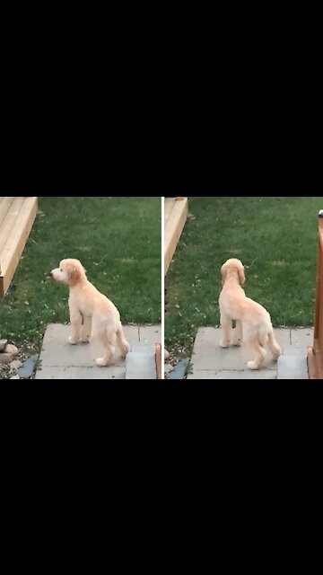Goldendoodle's Crazy Bark Sounds Like She's Laughing