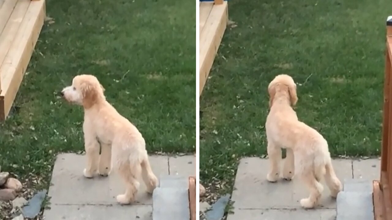 Goldendoodle's Crazy Bark Sounds Like She's Laughing