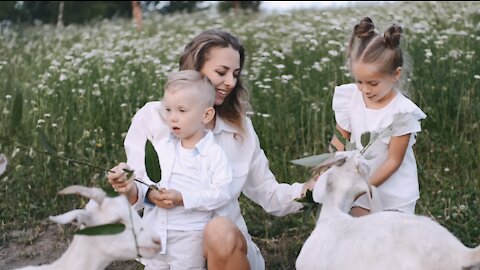 Beautiful Woman And Children's Feeding Goats