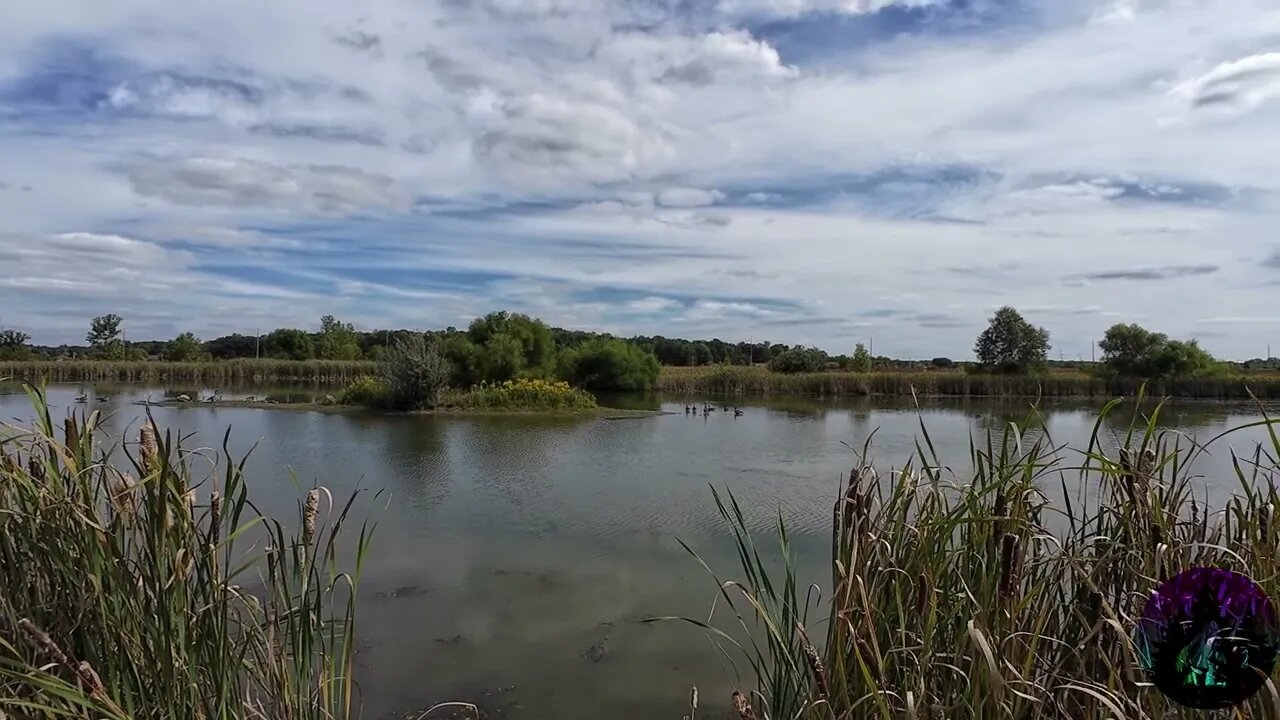 Geese on the pond