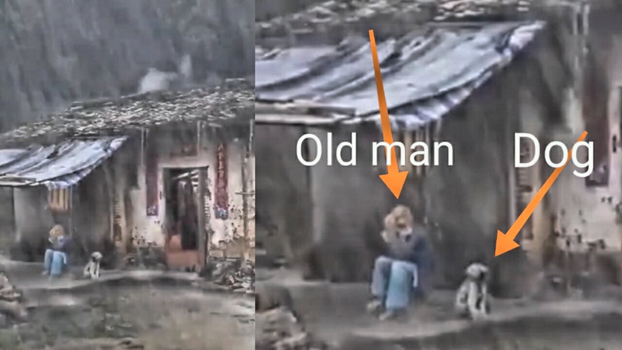 An Obedient Dog quietly watches the heavy downpour with an old Man