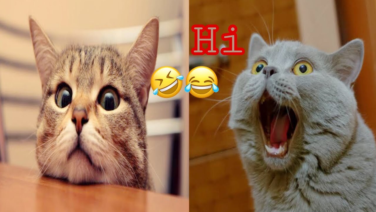 Funniest Cats 😹 - Don't try to hold back Laughter 😂 - Funny Cats Life