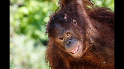 Orangutan playing