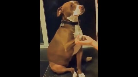 Pet dog fainted when owner cut his nails