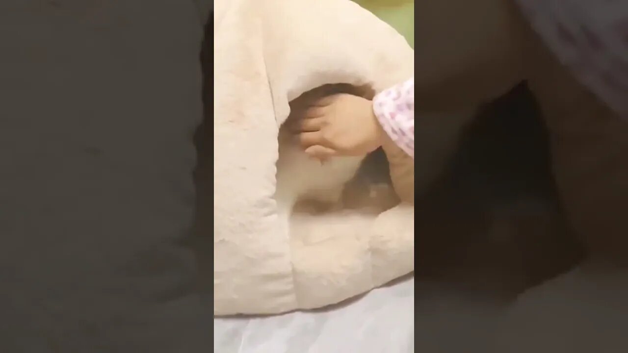 наши милые котики (5)