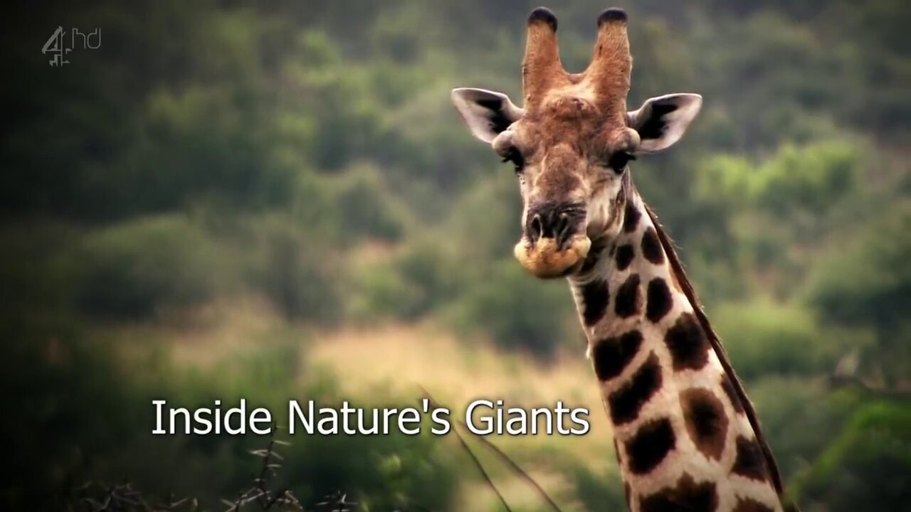 Inside Nature’s Giants Giraffe - S1E4