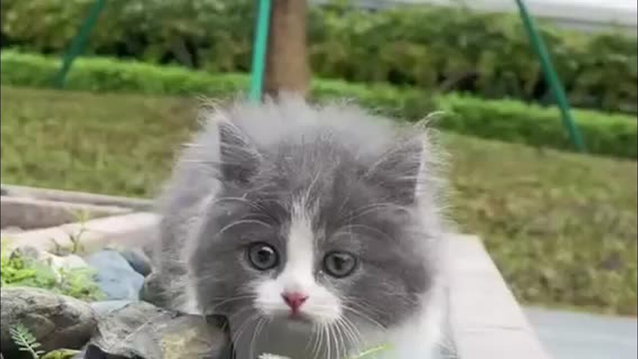 Beautiful cat 🐈 trending video