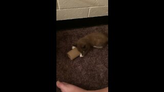 Kitty play