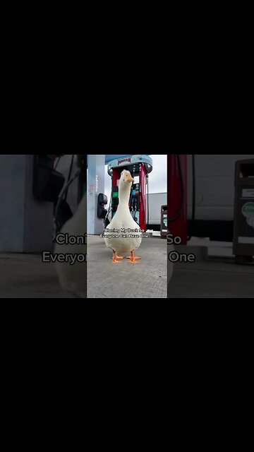 You Get A Duck (and you get a duck)