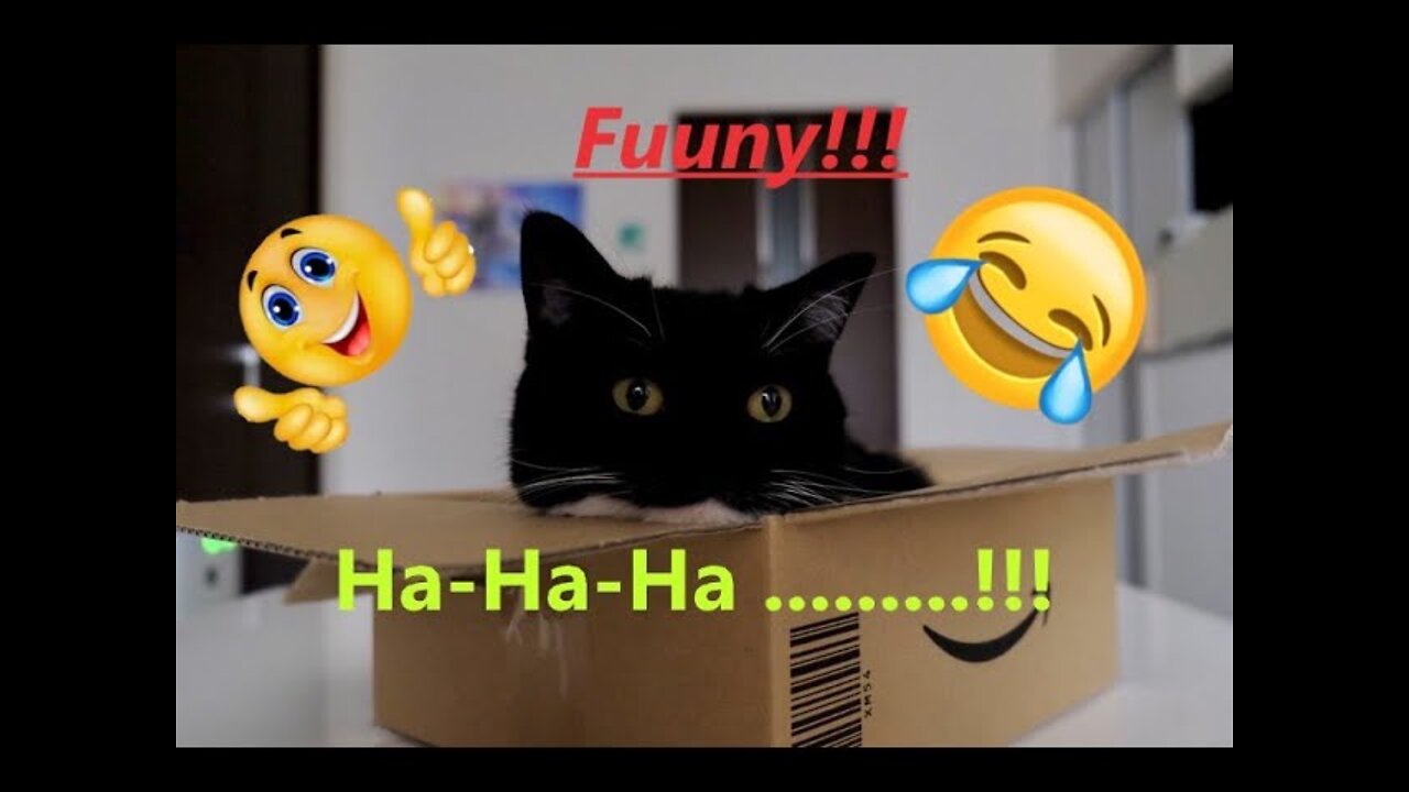 Funny Animals / Fun with cats and dogs 2022
