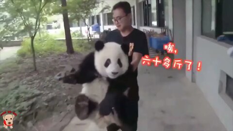 Cute panda video collection，Filmed in Chinese panda