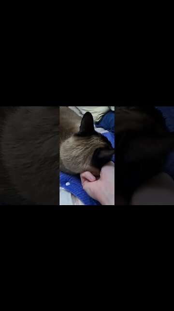 ❤️ pretty girl ❤️ #viral #cat #disabledyoutuber #kitten #shortvideo