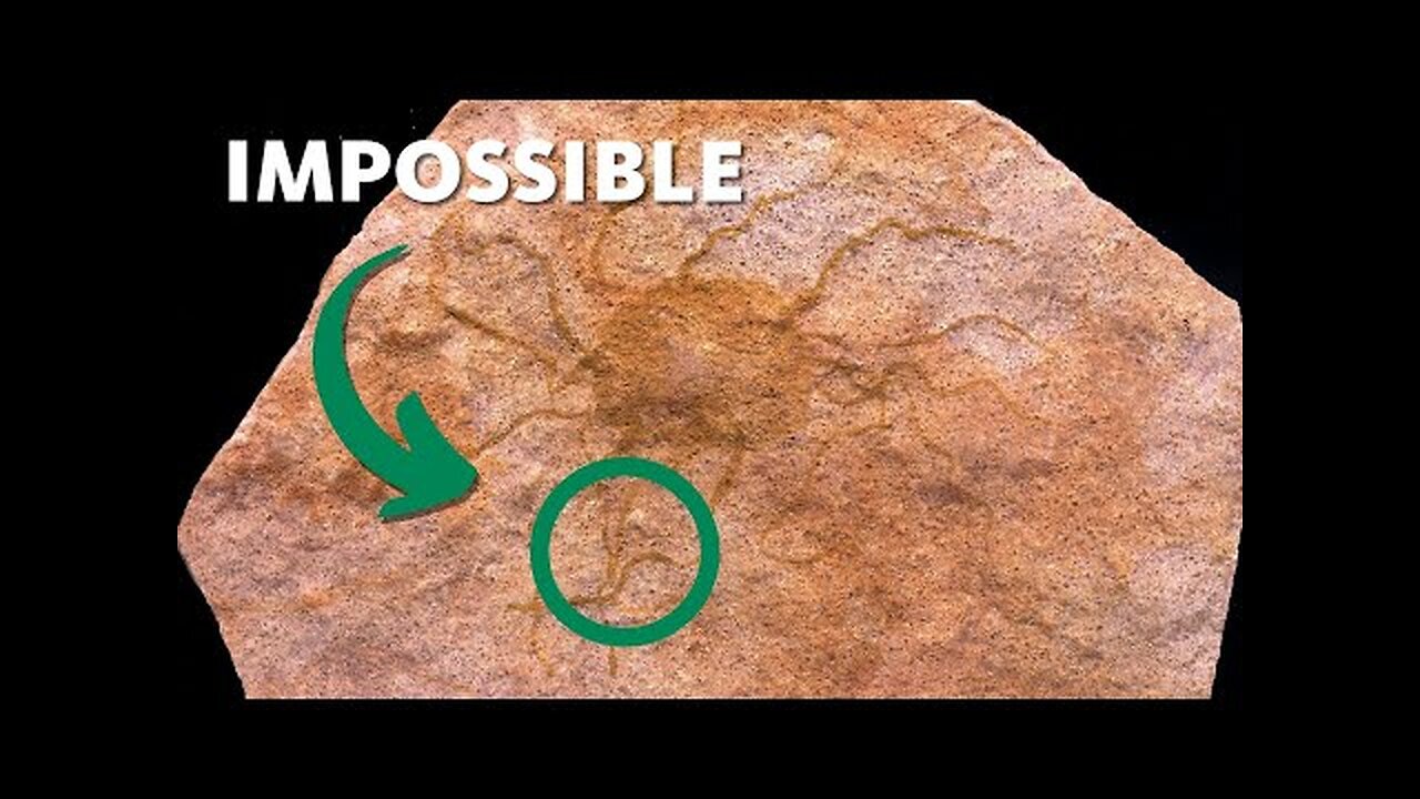 Evolutionists, You’ve Been Caught Lying About Fossils