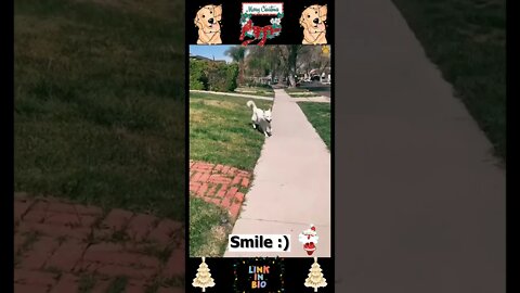 #10_😂🐶😂 #Baby #Dogs - #Cute and #Funny #Dog Video 😂🐶😂 (#2022)