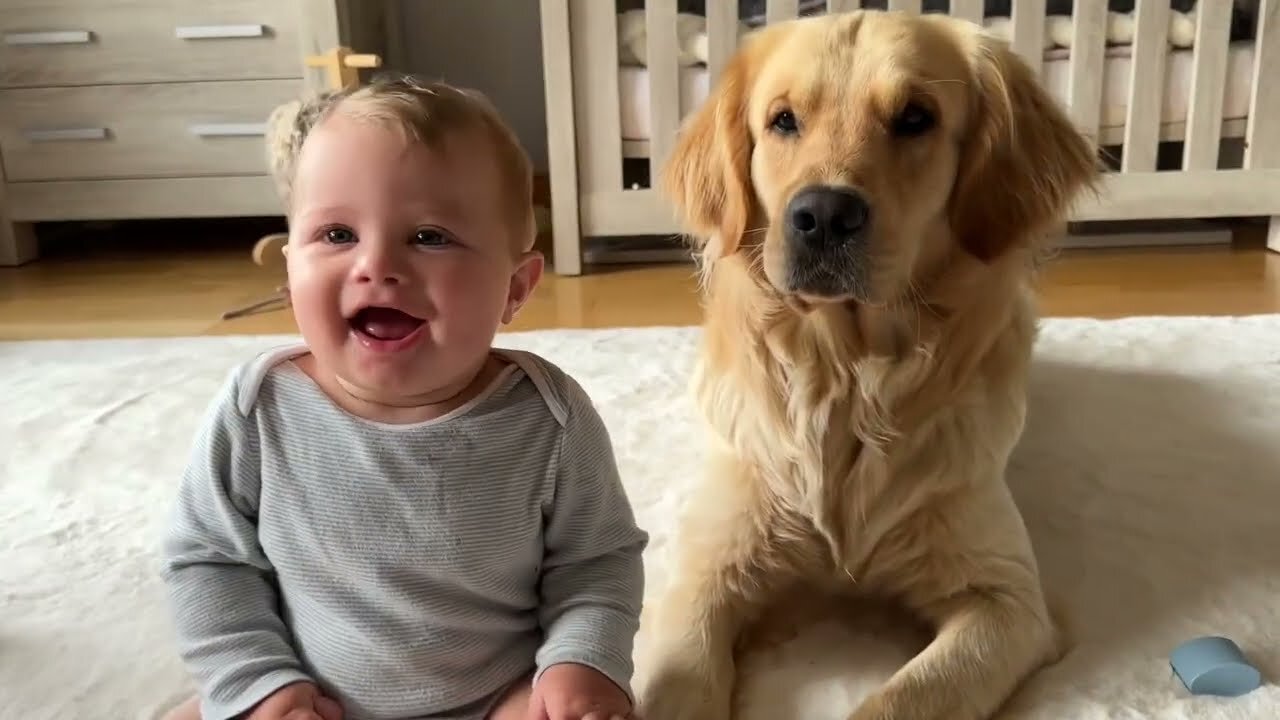 Golden Retriever Always Steals Baby Boy's Toys! (Cutest Ever!!)