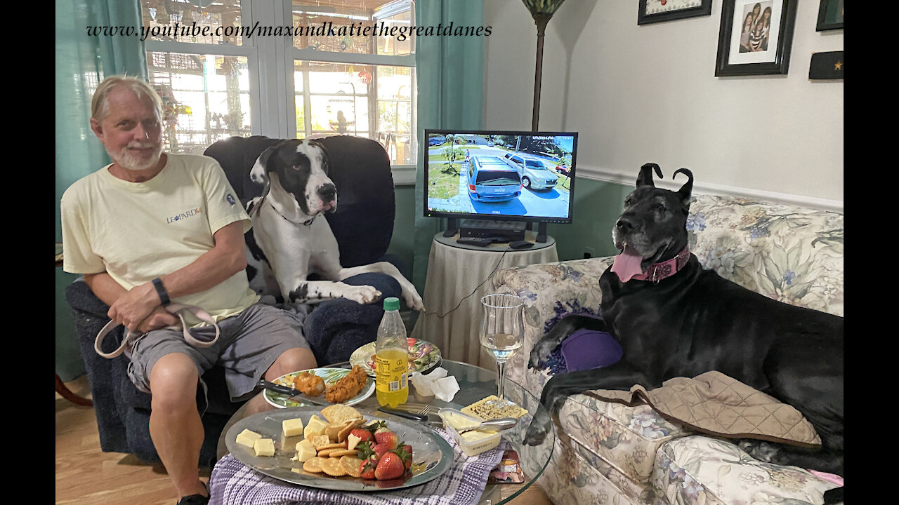 Great Danes make themselves at home visiting their dog friends