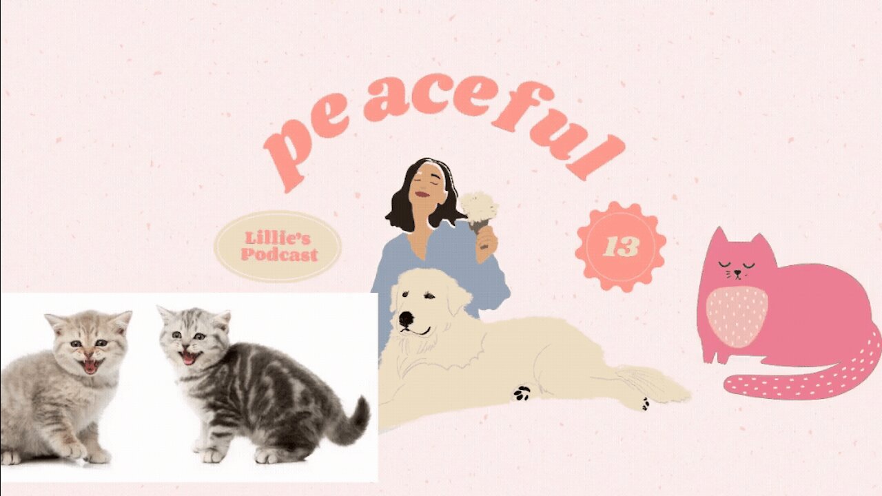 Gatitos graciosos para relajar la mente - Funny kittens to relax the mind