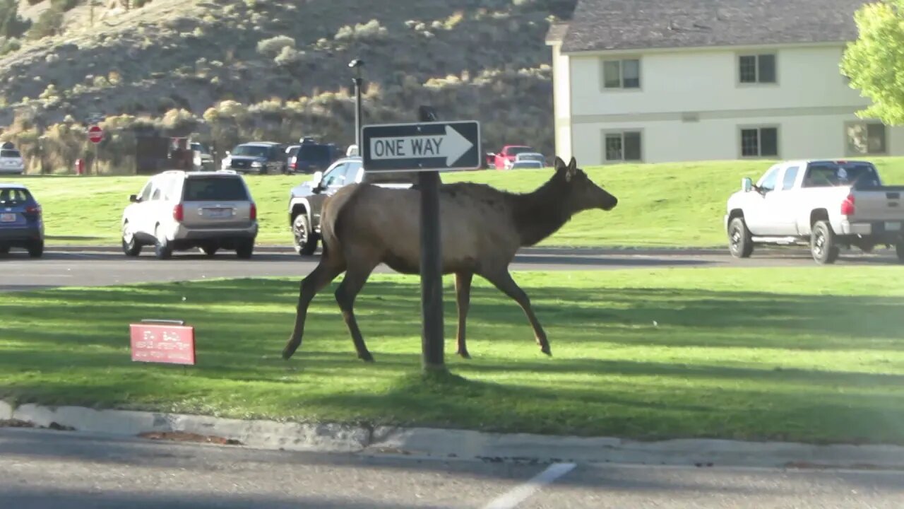 Female elk in Yellowstone