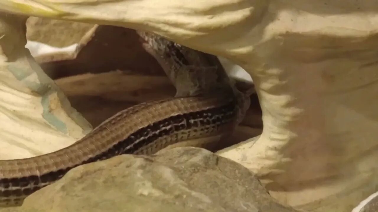 FEEDING LARRY THE LEGLESS LIZARD (07/27/23) 🎶