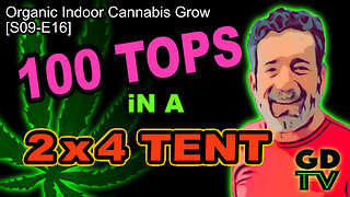 S09 E16 - Week 8 Of Flower | Cannabis Grow 🪴 | We Counted 100 Top Buds In Our 2x4 Tent! Most EVER! 😮