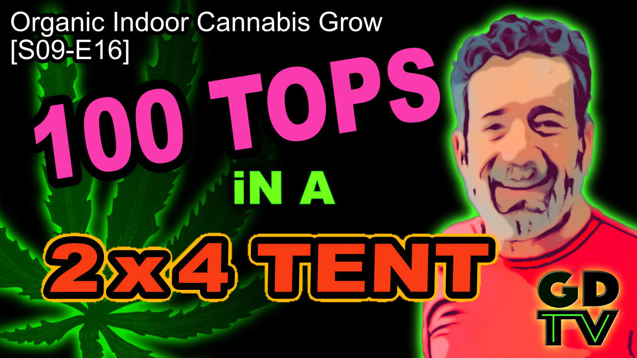 S09 E16 - Week 8 Of Flower | Cannabis Grow 🪴 | We Counted 100 Top Buds In Our 2x4 Tent! Most EVER! 😮