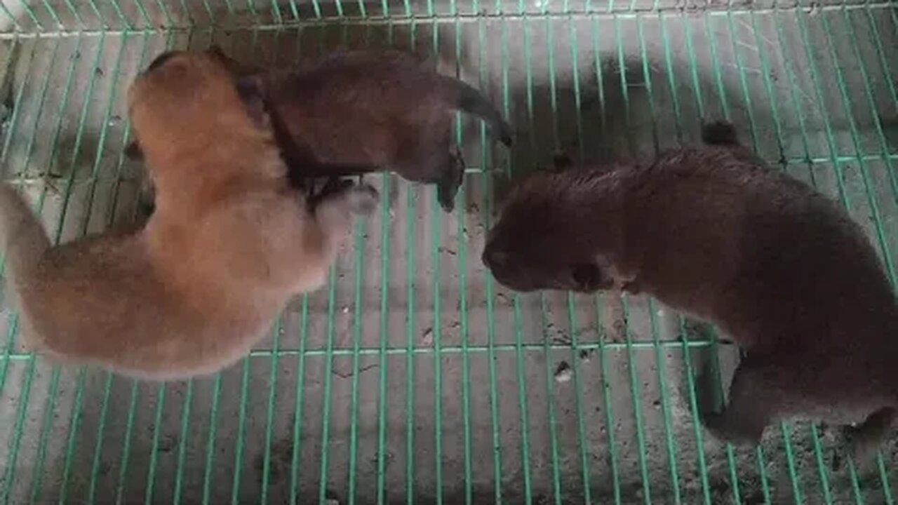刚出生就失去妈妈的小奶狗,看着3只狗狗相互依偎着,眼睛还未睁开,肚子饿了只会嗷嗷叫,真令人心痛 #shorts #小奶狗 #萌宠