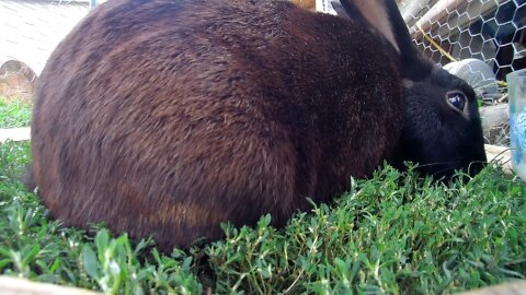 Rabbit eating lunch in the run