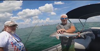 Blacktip Shark Blowout