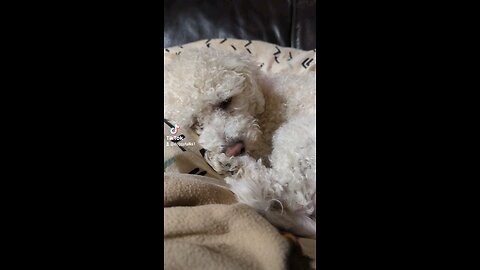 sleepy doggytalks