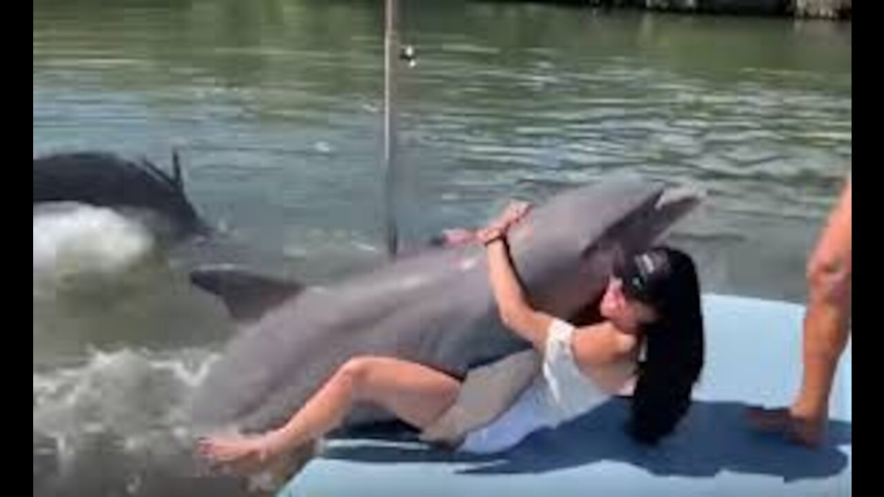 Dolphin Sex with human