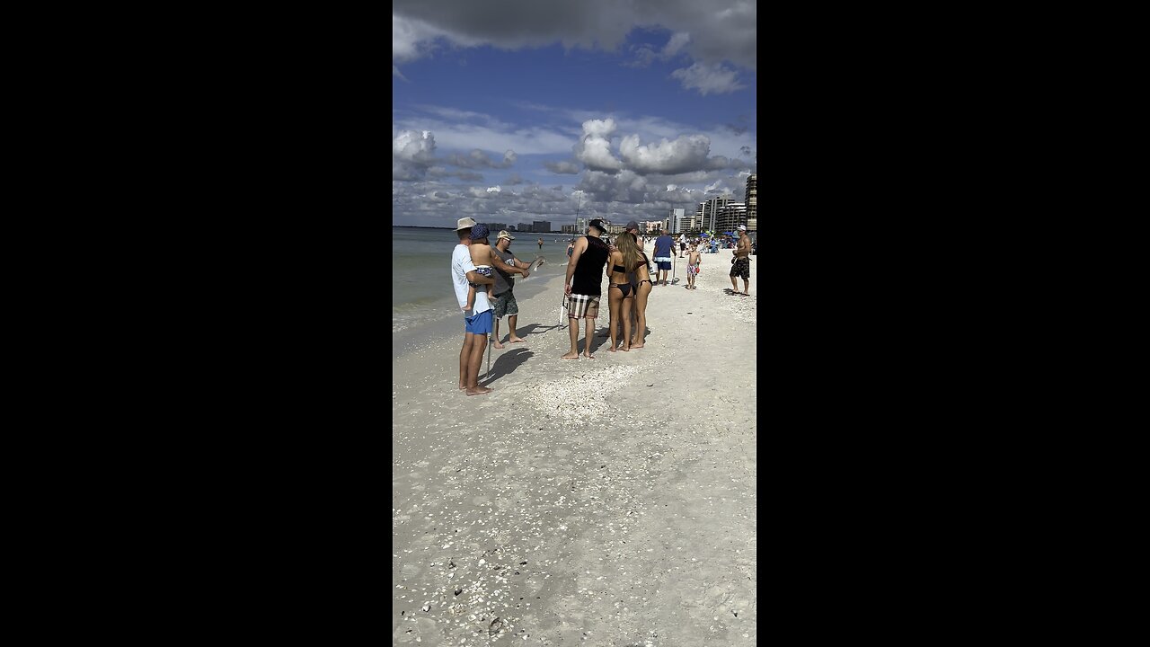 Bonnethead Shark Caught On South Marco Beach 4K