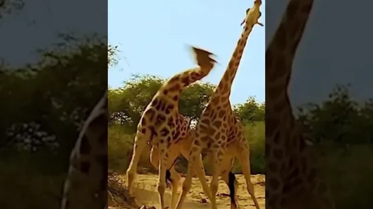 GIRAFAS BRIGANDO 😯😯