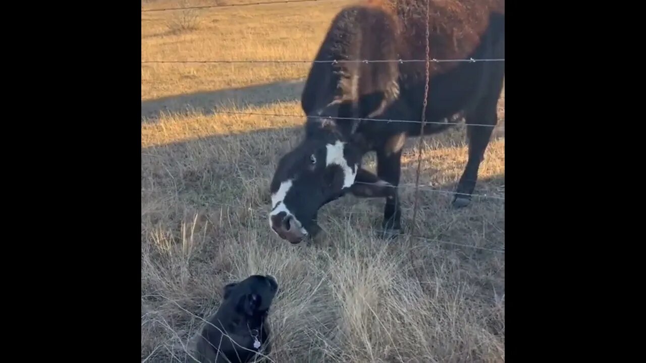 Cow pokes head through fence to lick dog
