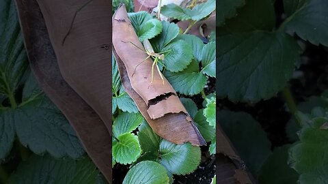 Cool praying mantis chilling on my strawberry plants #shorts #insects